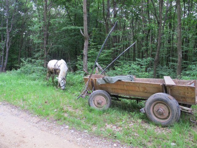 Heltauer Treffen 2013