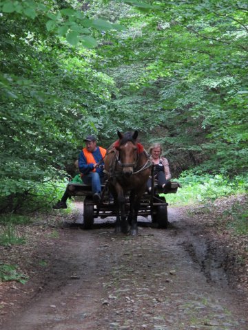 Heltauer Treffen 2013