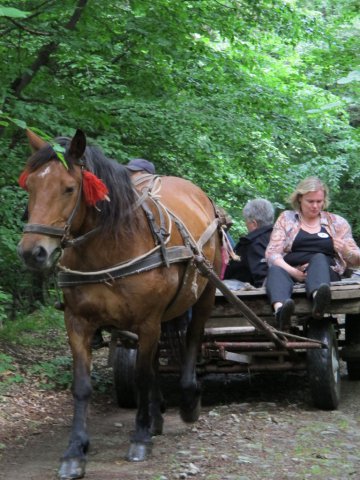 Heltauer Treffen 2013