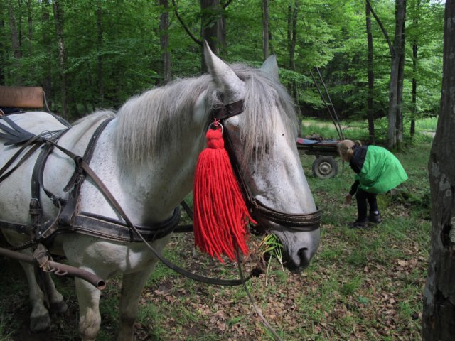 Heltauer Treffen 2013