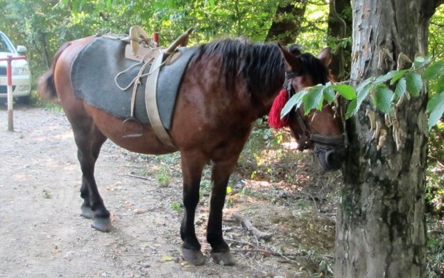 Heltauer Treffen 2017