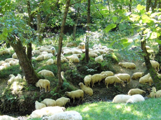 Heltauer Treffen 2017